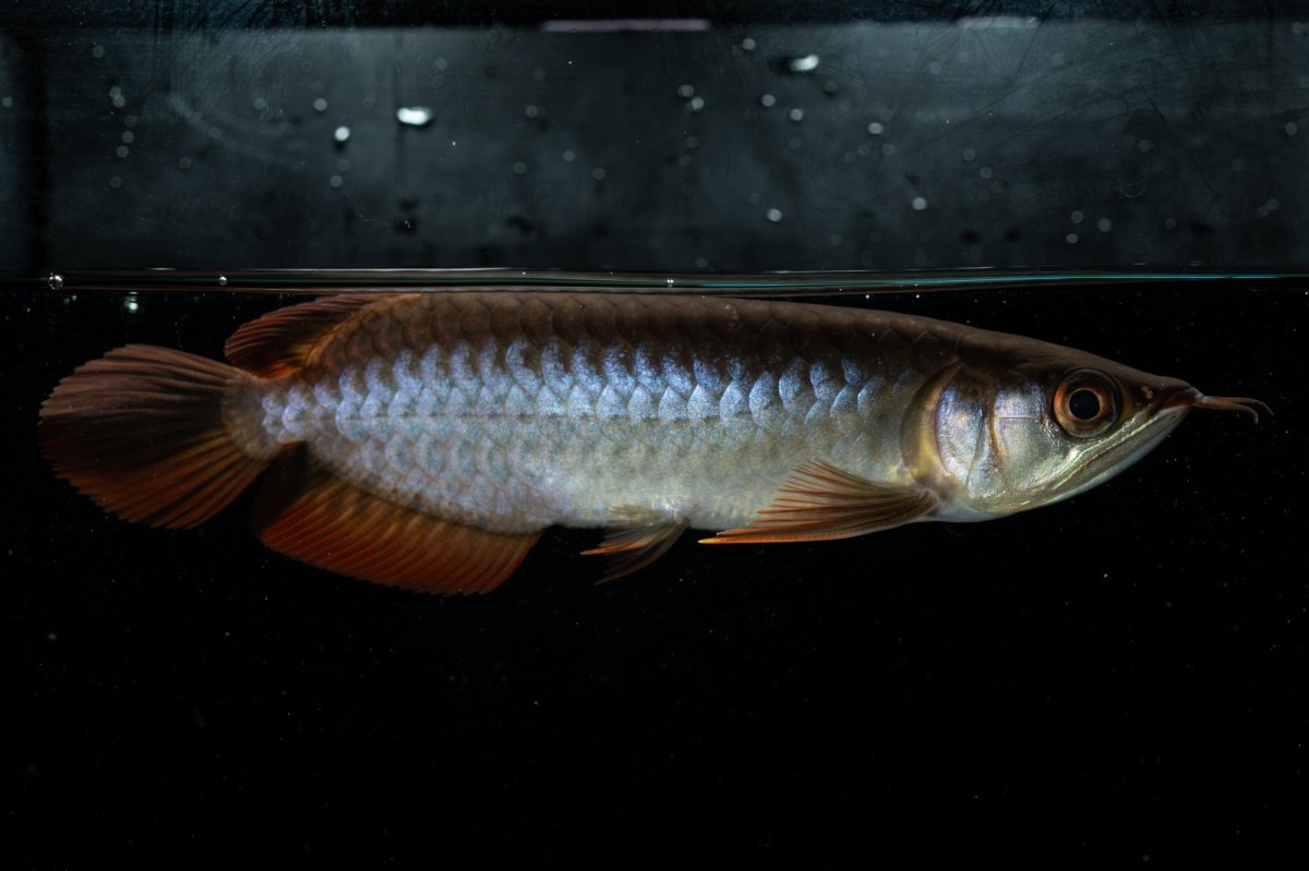 画像2: チリレッド NO.22（インドネシア産） (2)