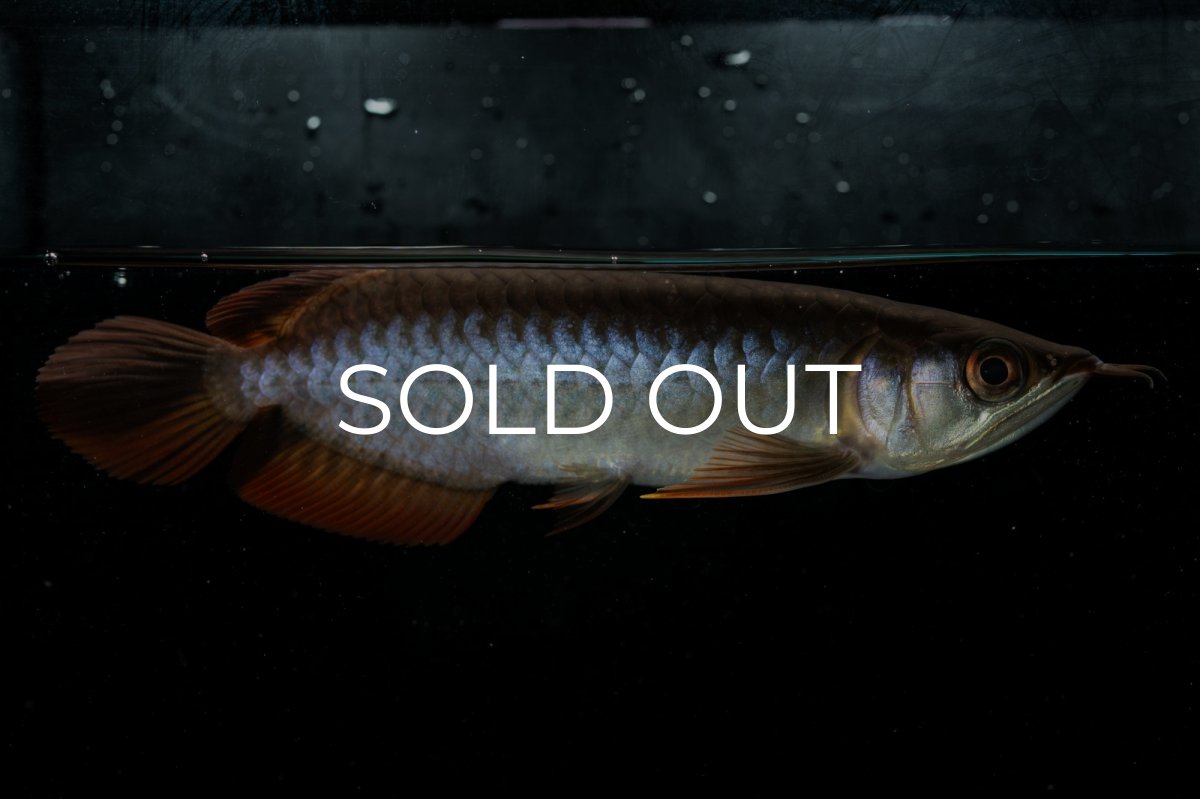 画像2: チリレッド NO.22（インドネシア産） (2)