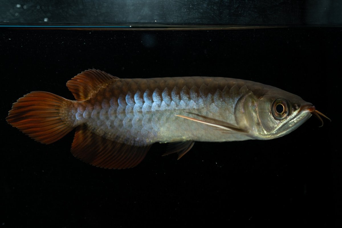 画像4: チリレッド NO.23（インドネシア産） (4)