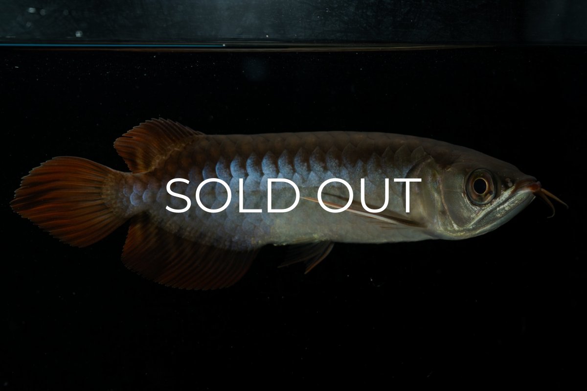 画像4: チリレッド NO.23（インドネシア産） (4)