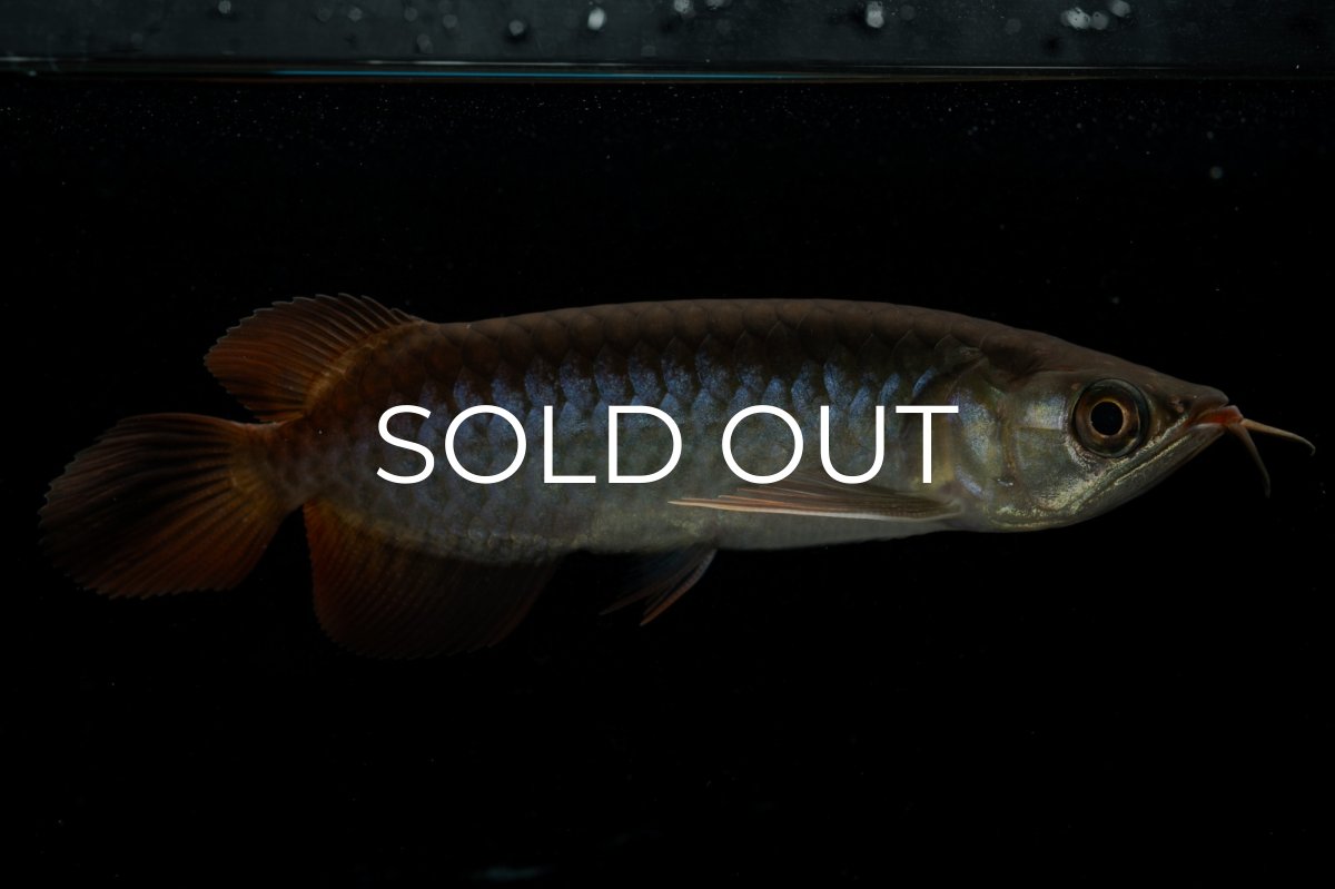 画像1: チリレッド NO.24（インドネシア産） (1)