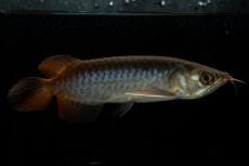 画像1: チリレッド NO.24（インドネシア産） (1)