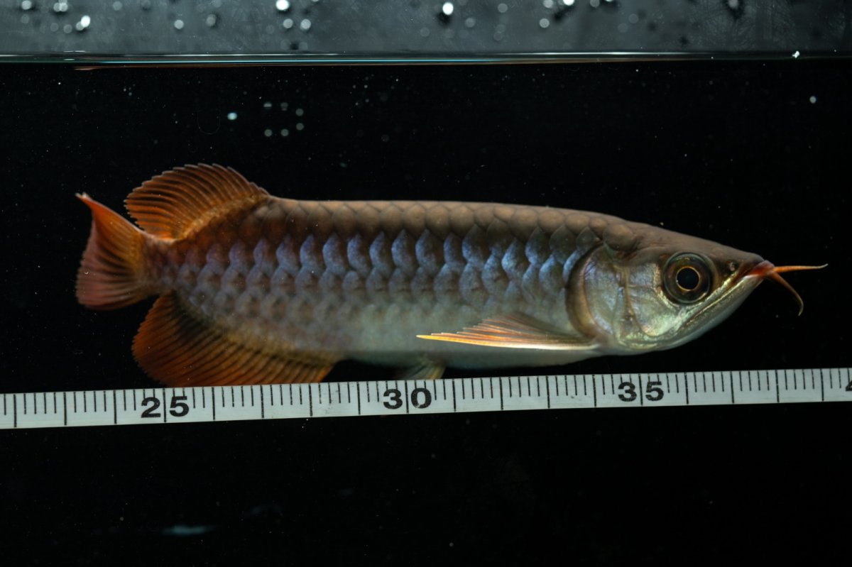 画像7: チリレッド NO.25（インドネシア産） (7)