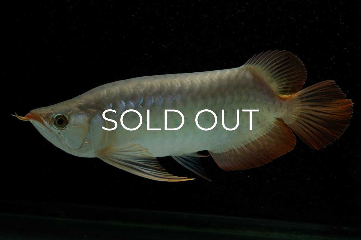 画像4: メタルレッド F4 NO.8（ディナミカカプアス産） (4)