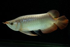 画像4: メタルレッド F4 NO.8（ディナミカカプアス産） (4)