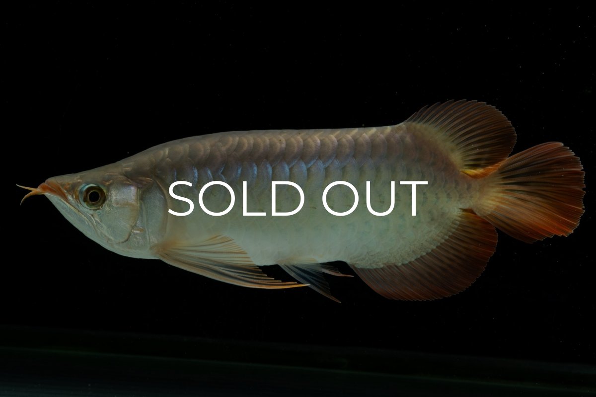 画像2: メタルレッド F4 NO.8（ディナミカカプアス産） (2)