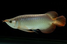 画像2: メタルレッド F4 NO.8（ディナミカカプアス産） (2)