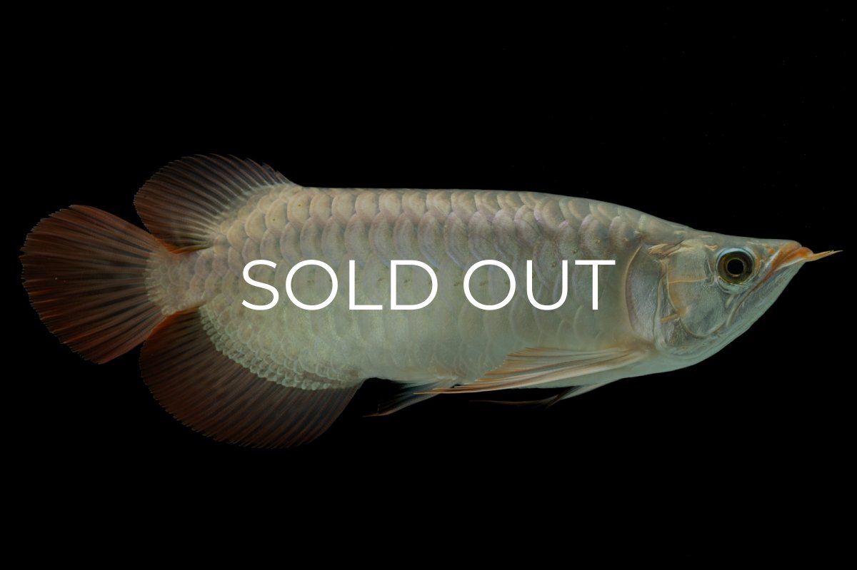 画像1: メタルレッド F4 NO.8（ディナミカカプアス産） (1)