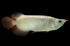 画像1: メタルレッド F4 NO.8（ディナミカカプアス産） (1)