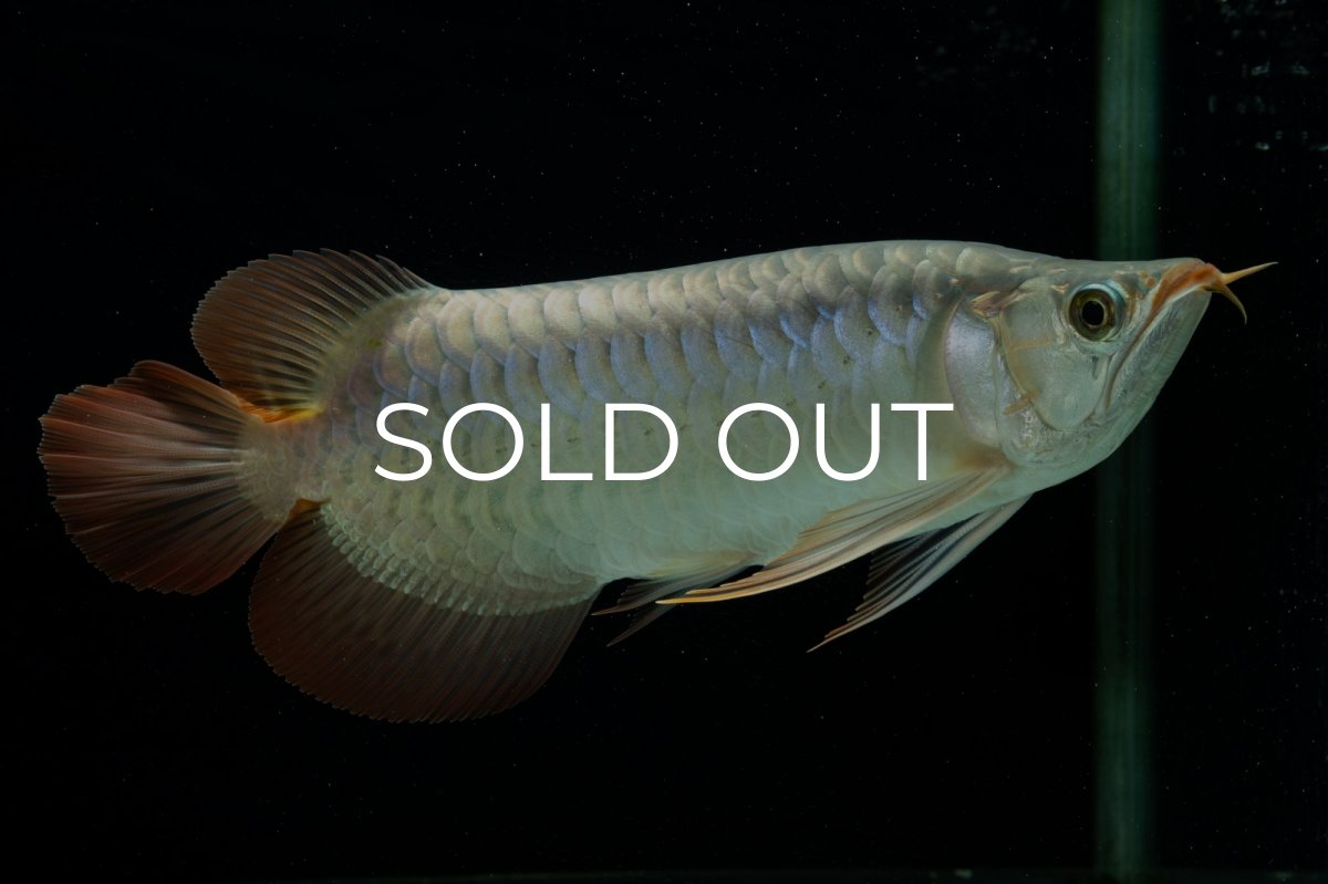 画像3: メタルレッド F4 NO.8（ディナミカカプアス産） (3)