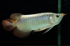 画像3: メタルレッド F4 NO.8（ディナミカカプアス産） (3)