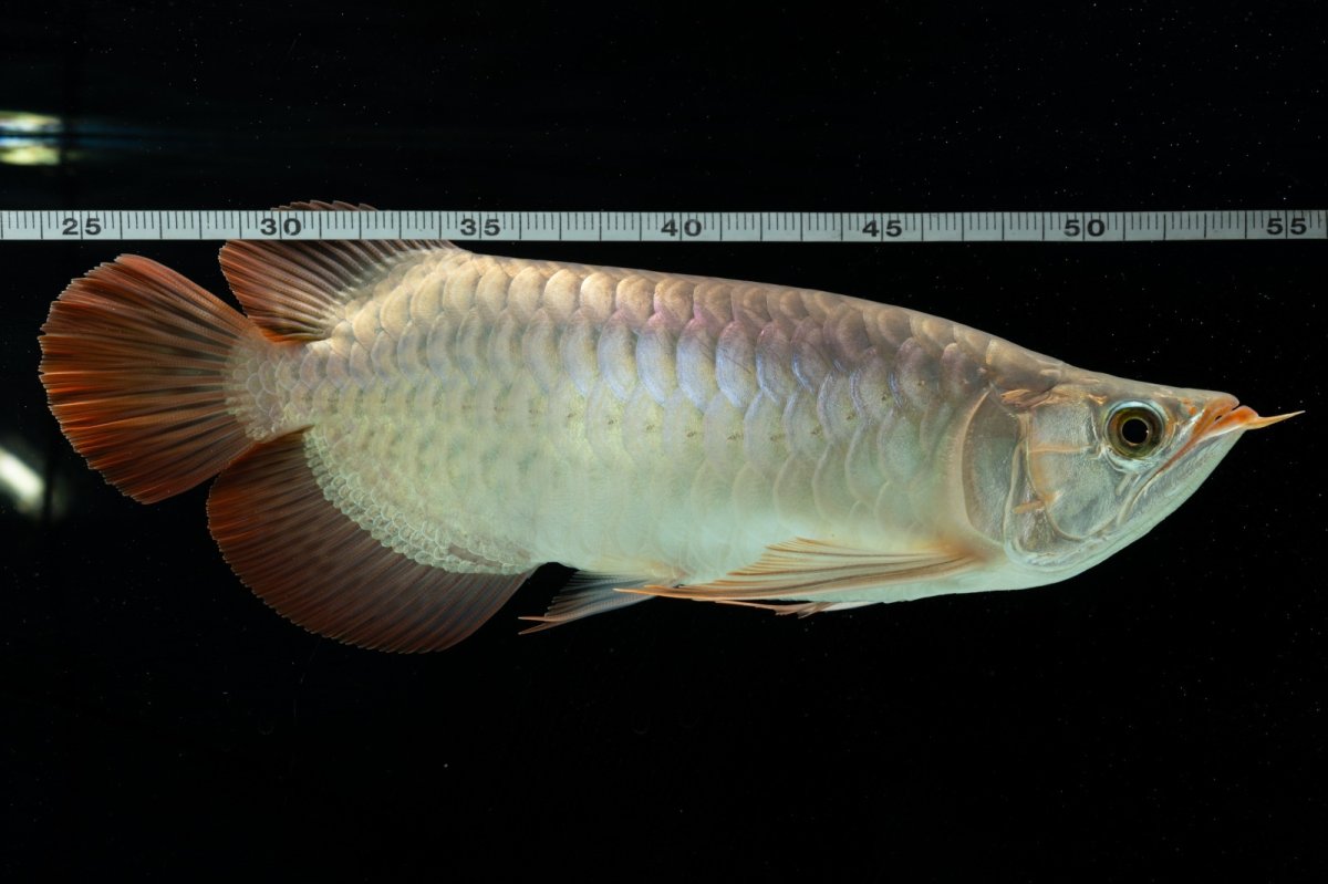 画像5: メタルレッド F4 NO.8（ディナミカカプアス産） (5)