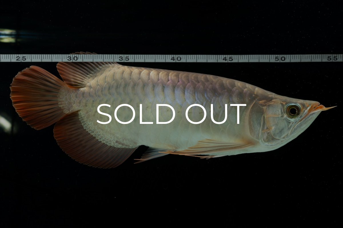 画像5: メタルレッド F4 NO.8（ディナミカカプアス産） (5)