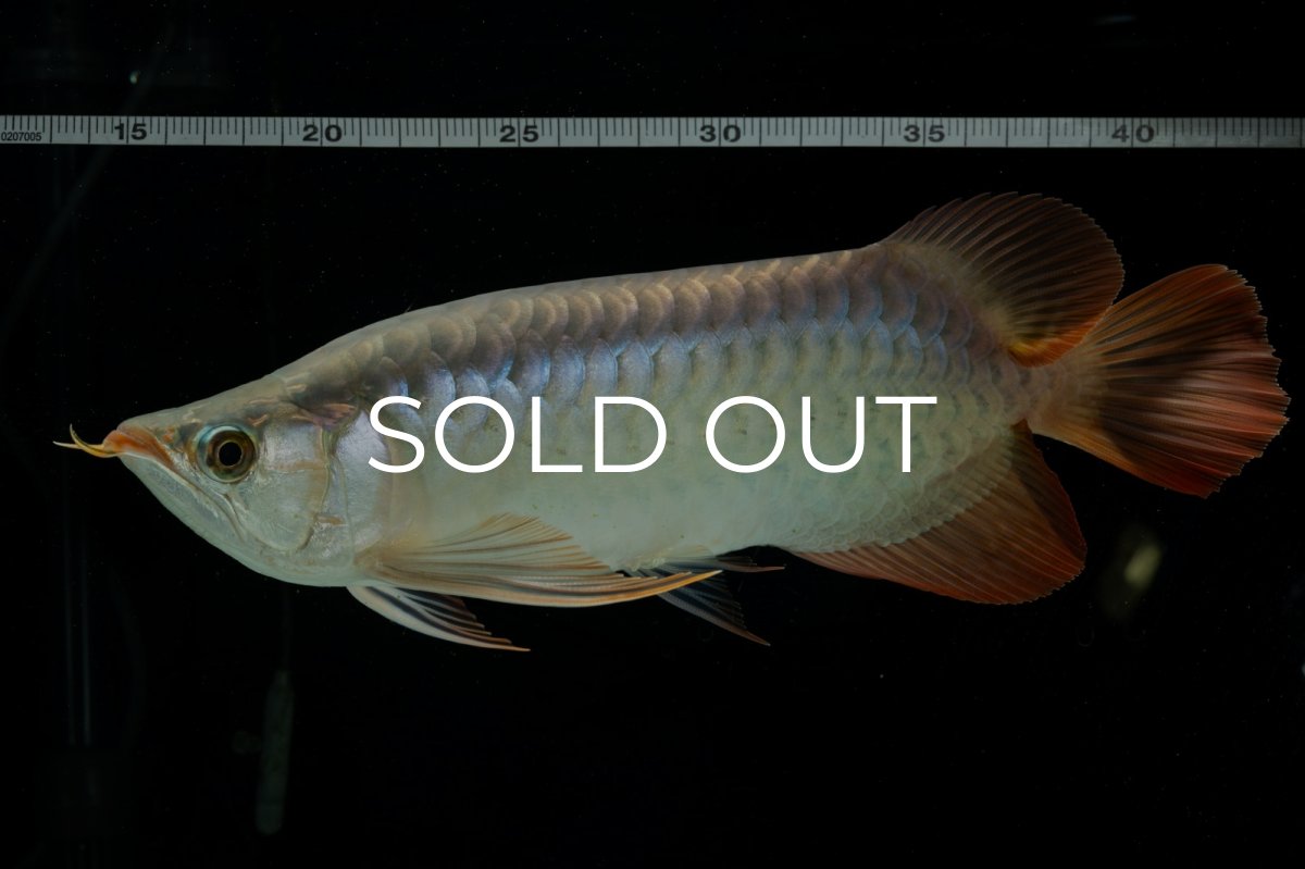 画像6: メタルレッド F4 NO.8（ディナミカカプアス産） (6)