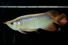 画像6: メタルレッド F4 NO.8（ディナミカカプアス産） (6)