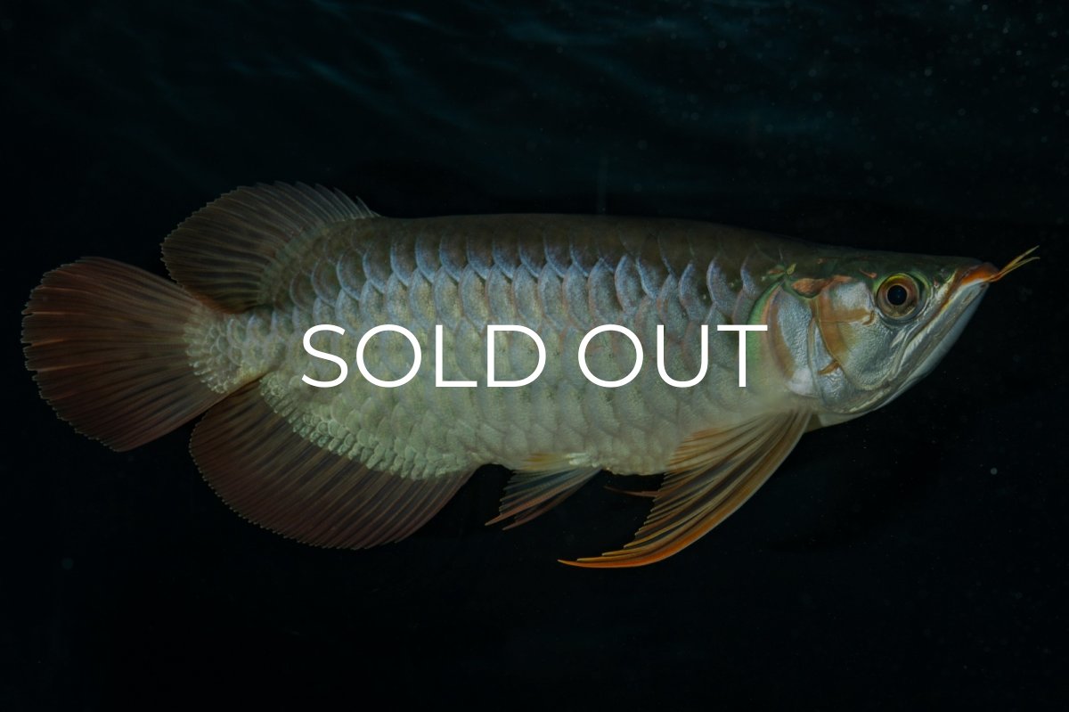 画像8: メタルレッド F4 NO.9（ディナミカカプアス産） (8)