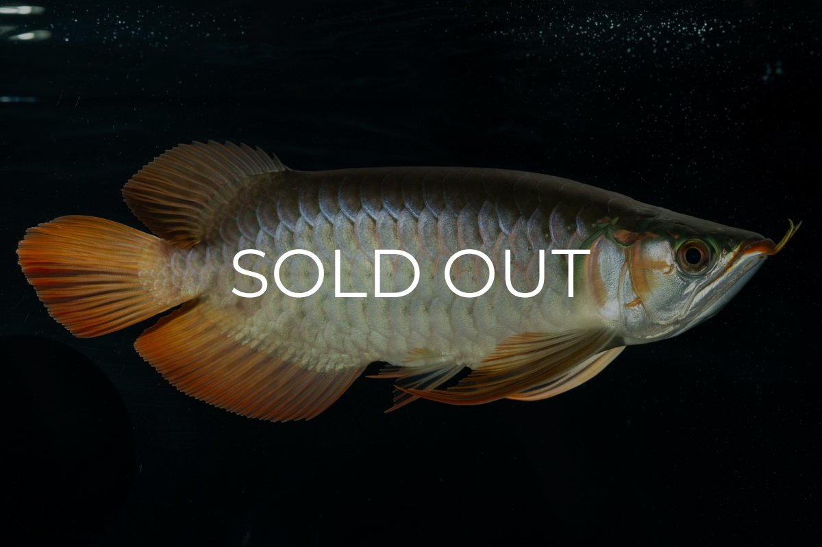 画像6: メタルレッド F4 NO.9（ディナミカカプアス産） (6)