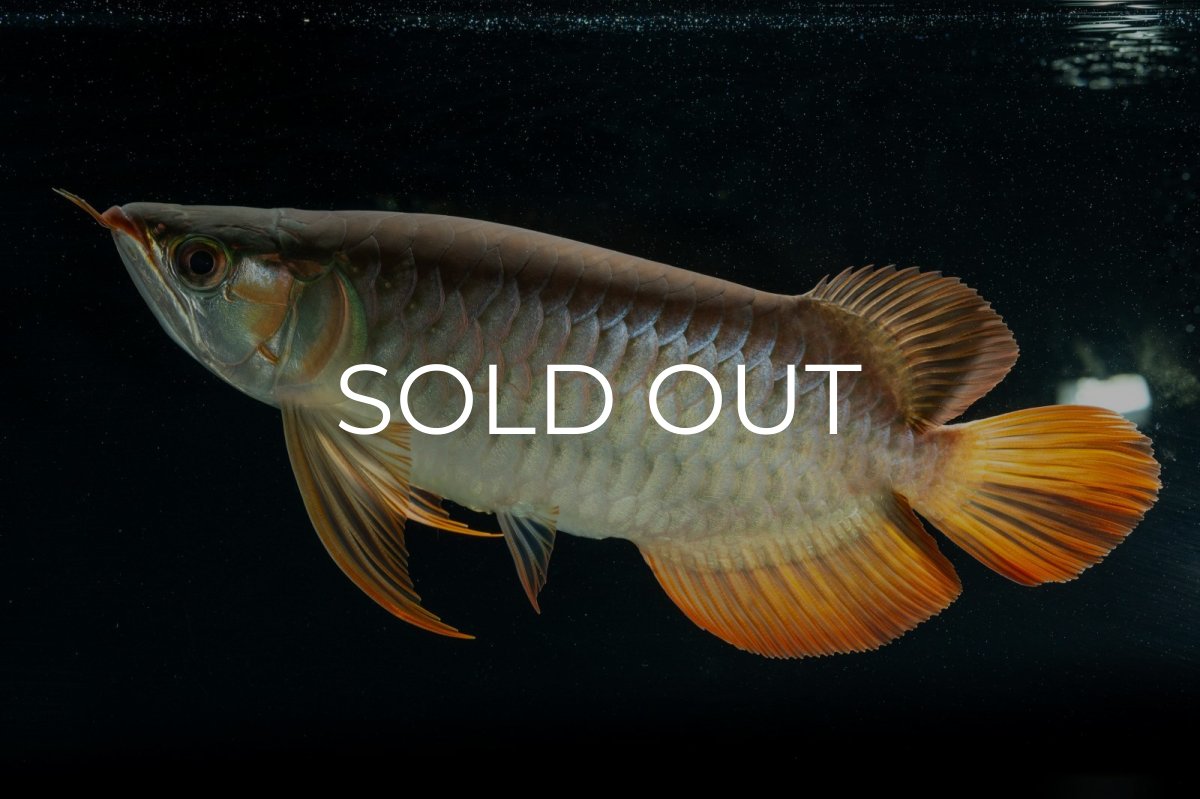 画像5: メタルレッド F4 NO.9（ディナミカカプアス産） (5)