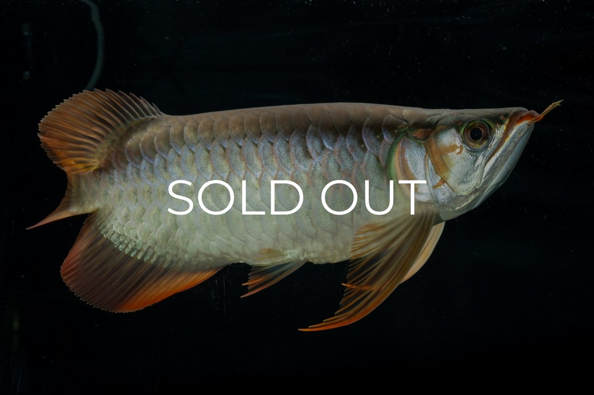 画像4: メタルレッド F4 NO.9（ディナミカカプアス産） (4)