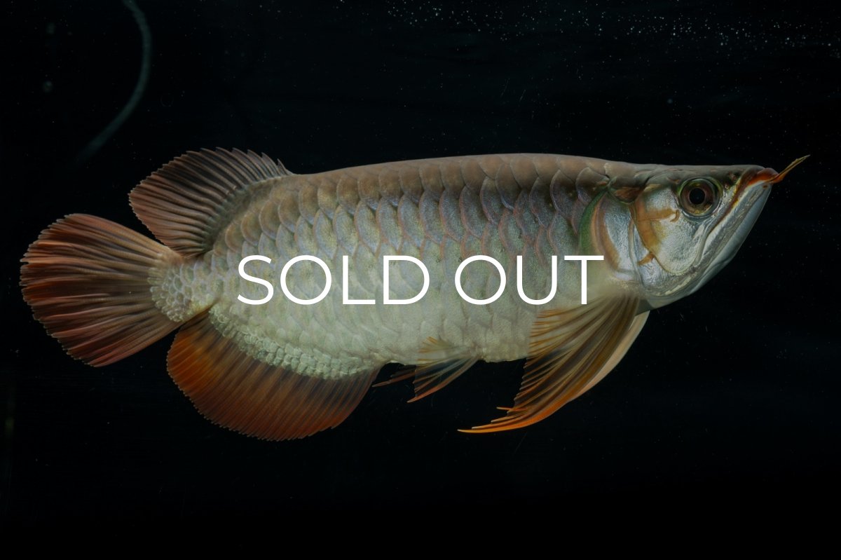 画像2: メタルレッド F4 NO.9（ディナミカカプアス産） (2)