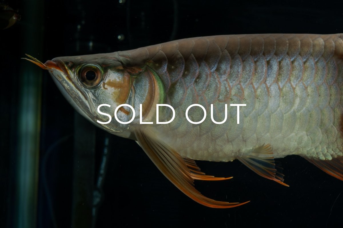 画像9: メタルレッド F4 NO.9（ディナミカカプアス産） (9)