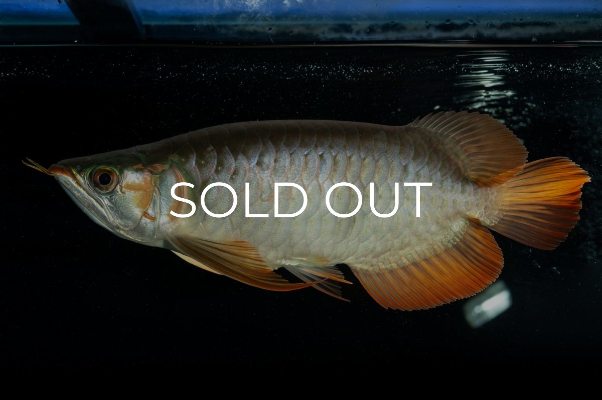 画像3: メタルレッド F4 NO.9（ディナミカカプアス産） (3)