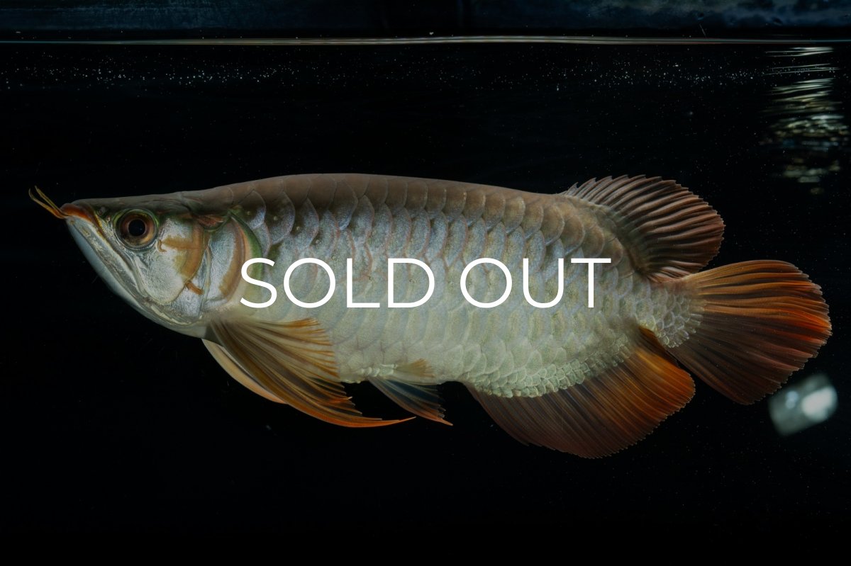 画像1: メタルレッド F4 NO.9（ディナミカカプアス産） (1)