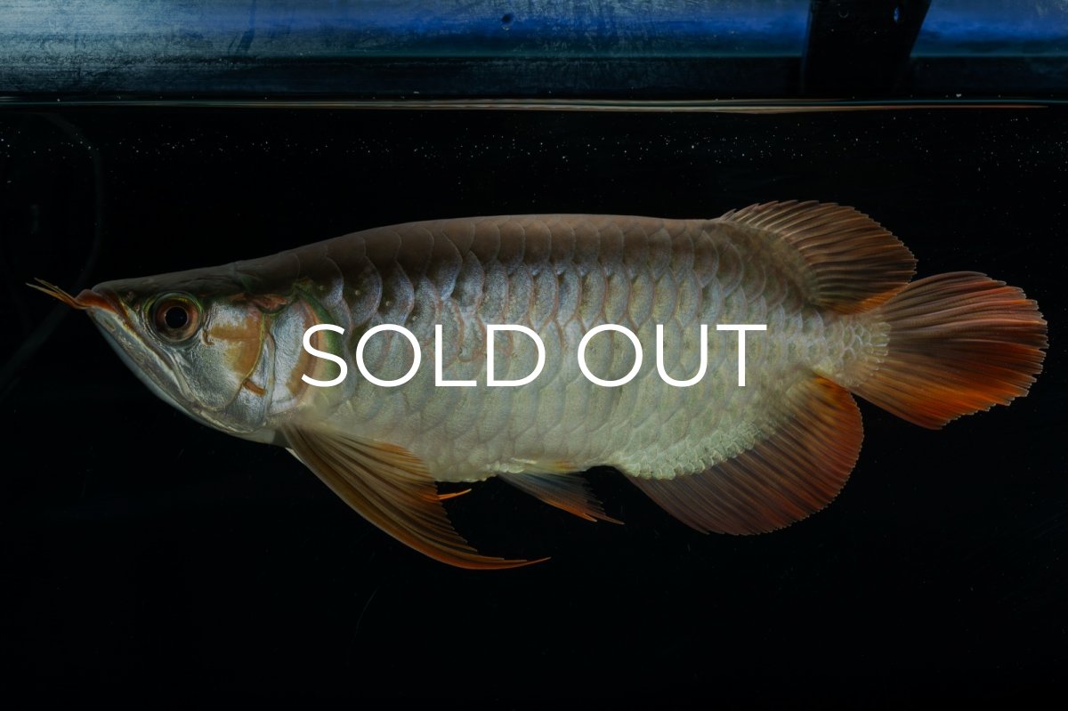 画像7: メタルレッド F4 NO.9（ディナミカカプアス産） (7)