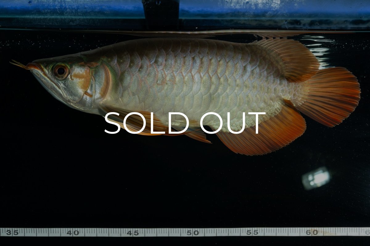 画像10: メタルレッド F4 NO.9（ディナミカカプアス産） (10)