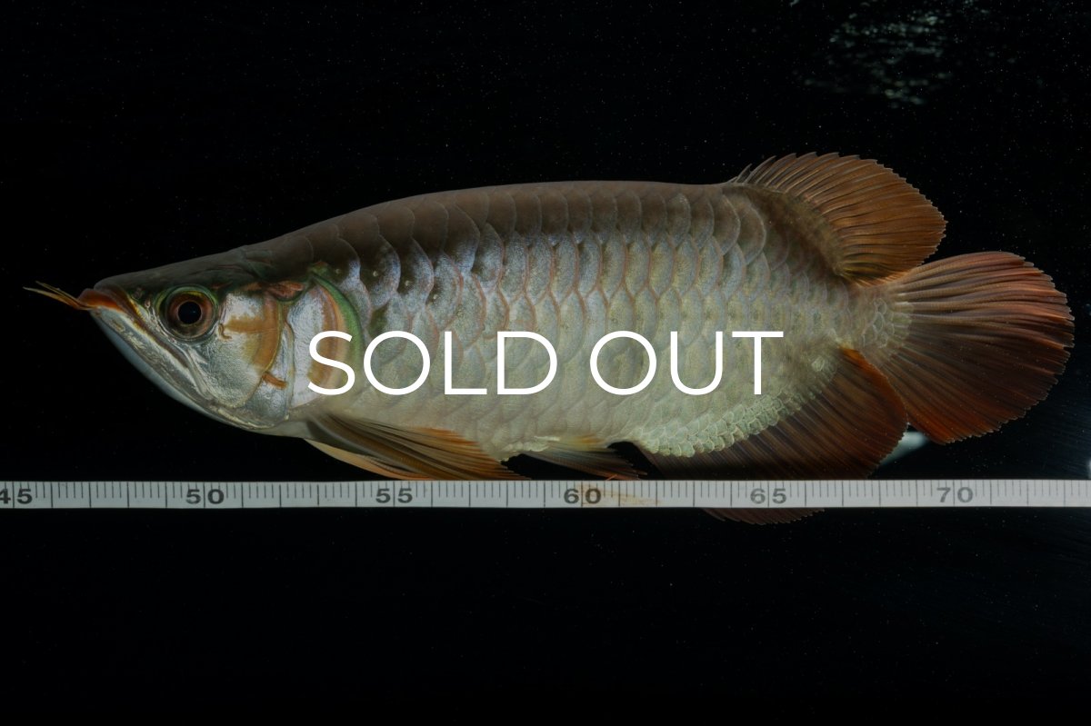 画像11: メタルレッド F4 NO.9（ディナミカカプアス産） (11)