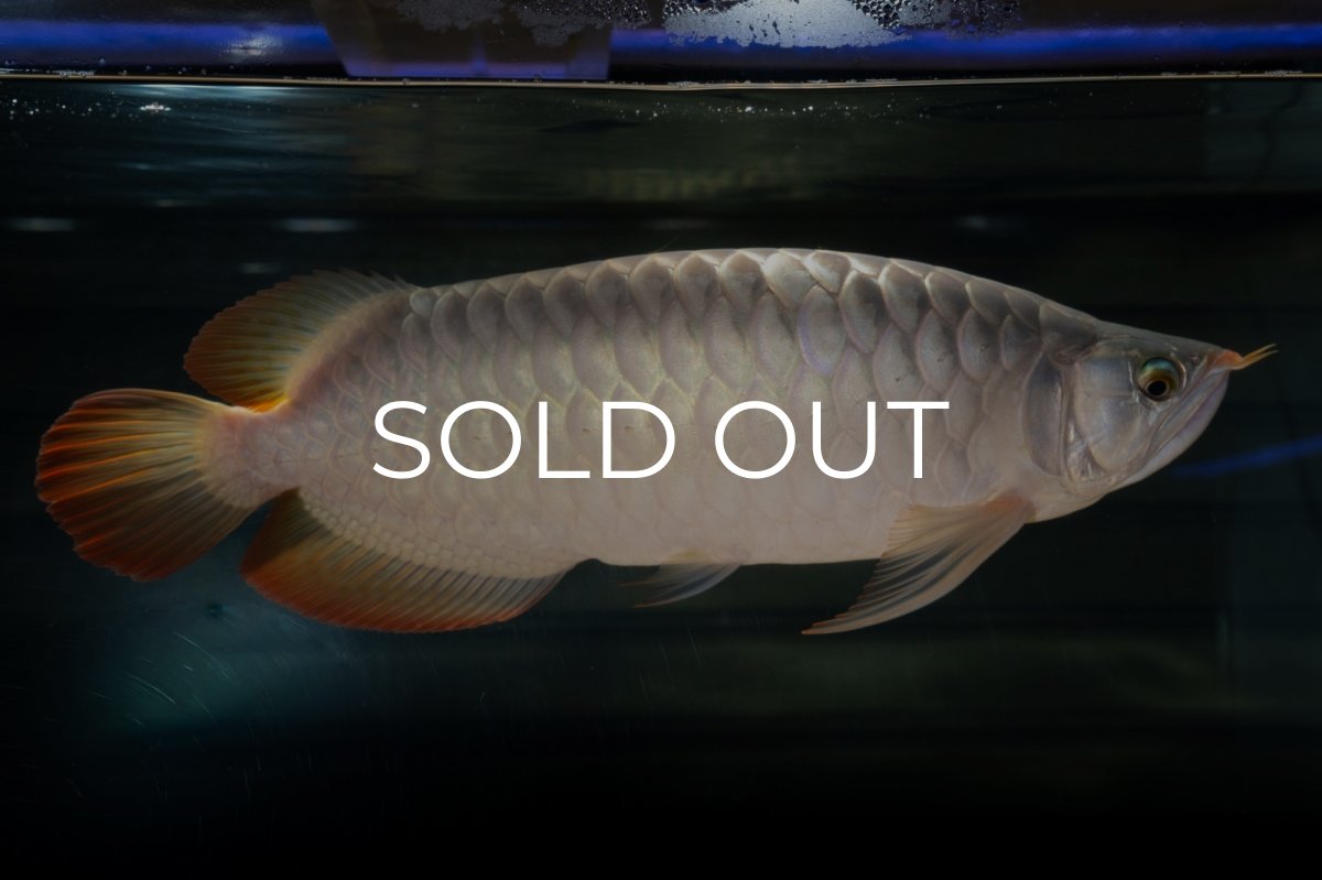 画像3: SUMO NO.49（小結） (3)