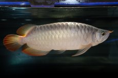 画像3: SUMO NO.49（小結） (3)