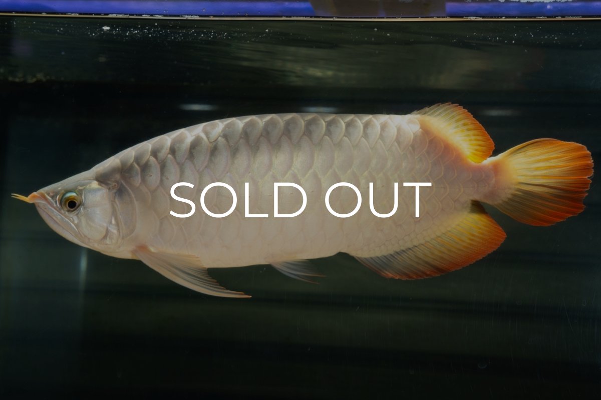 画像2: SUMO NO.49（小結） (2)