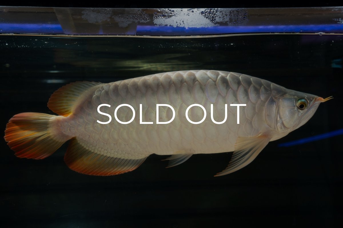 画像1: SUMO NO.49（小結） (1)