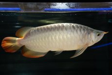 画像1: SUMO NO.49（小結） (1)