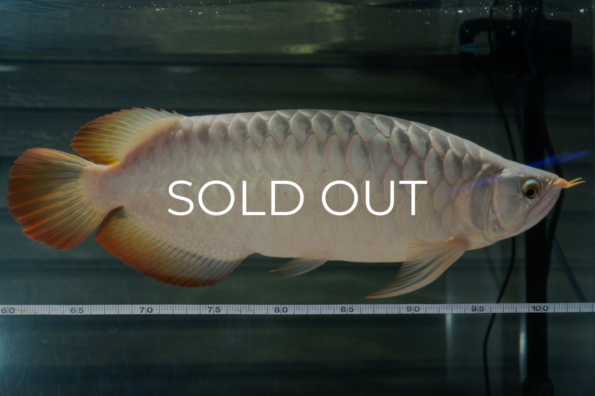 画像5: SUMO NO.49（小結） (5)