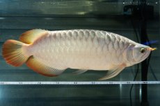 画像5: SUMO NO.49（小結） (5)