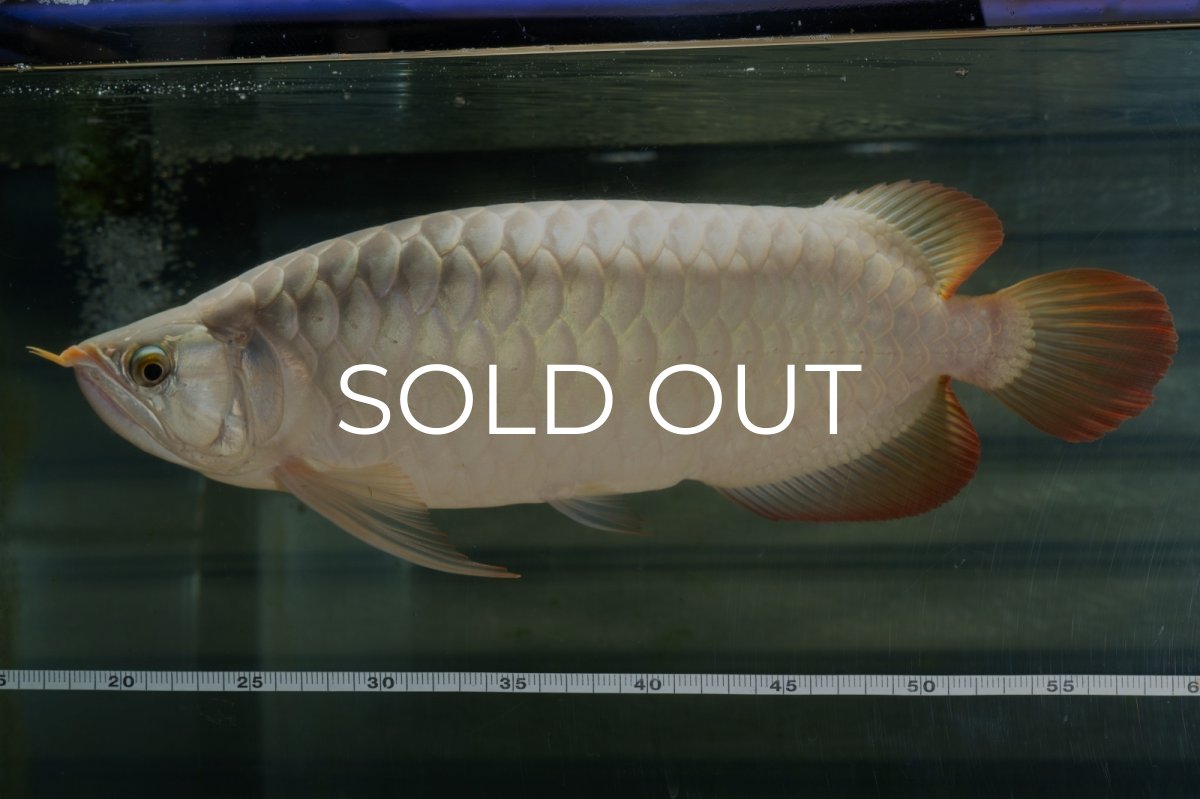 画像6: SUMO NO.49（小結） (6)