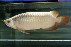 画像6: SUMO NO.49（小結） (6)