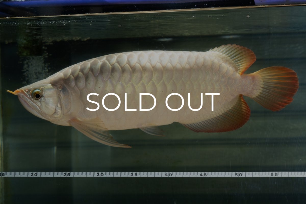 画像4: SUMO NO.49（小結） (4)