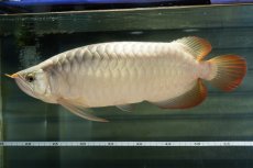 画像4: SUMO NO.49（小結） (4)