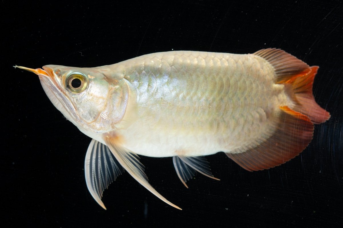 画像12: スーパーレッド ショート個体(#3) NO.40 (12)