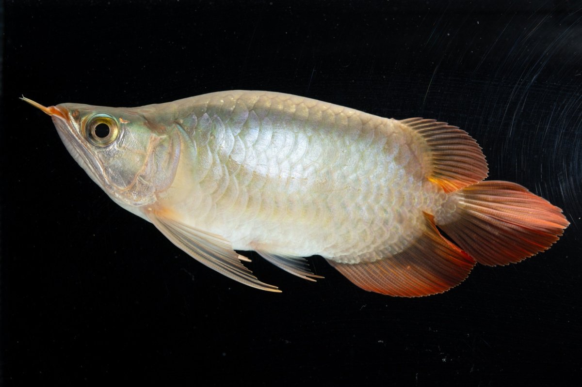 画像2: スーパーレッド ショート個体(#3) NO.40 (2)