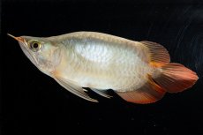 画像2: スーパーレッド ショート個体(#3) NO.40 (2)