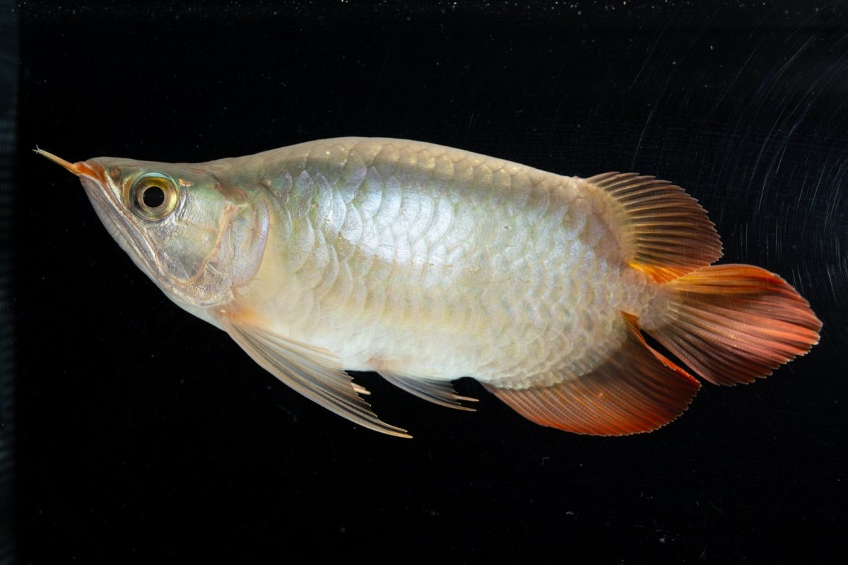 画像4: スーパーレッド ショート個体(#3) NO.40 (4)