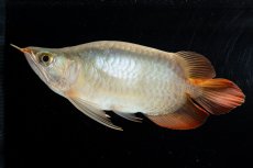 画像4: スーパーレッド ショート個体(#3) NO.40 (4)