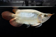 画像11: スーパーレッド ショート個体(#3) NO.40 (11)