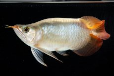 画像10: スーパーレッド ショート個体(#3) NO.40 (10)