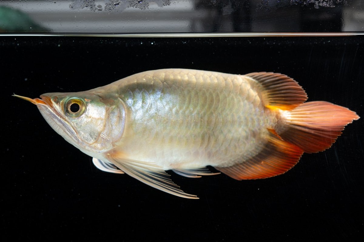 画像8: スーパーレッド ショート個体(#3) NO.40 (8)