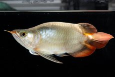 画像8: スーパーレッド ショート個体(#3) NO.40 (8)